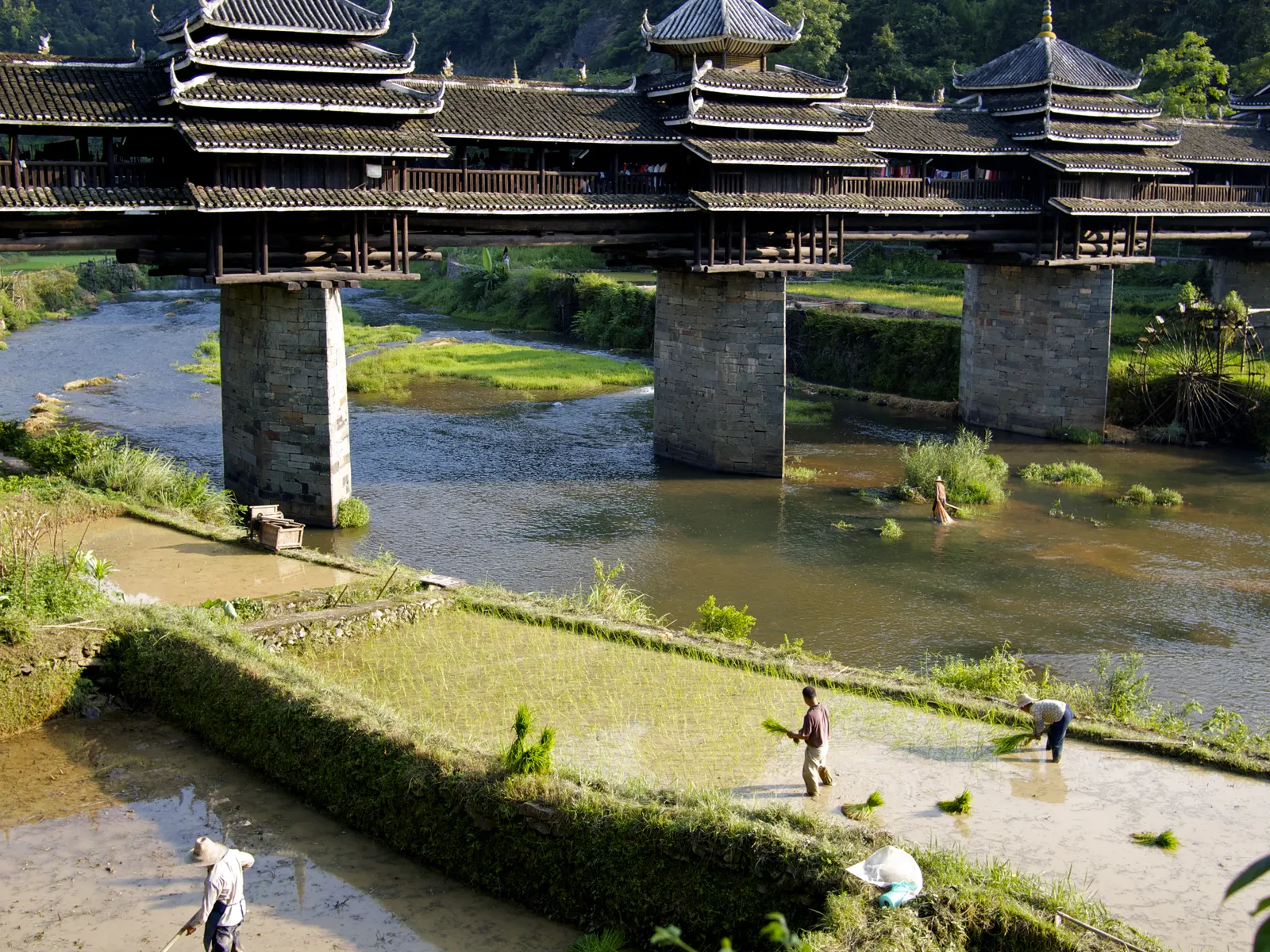 The Chengyang Yongji covered bridge seen broadside, stone piers in the stream and farmers working the flooded fields below.