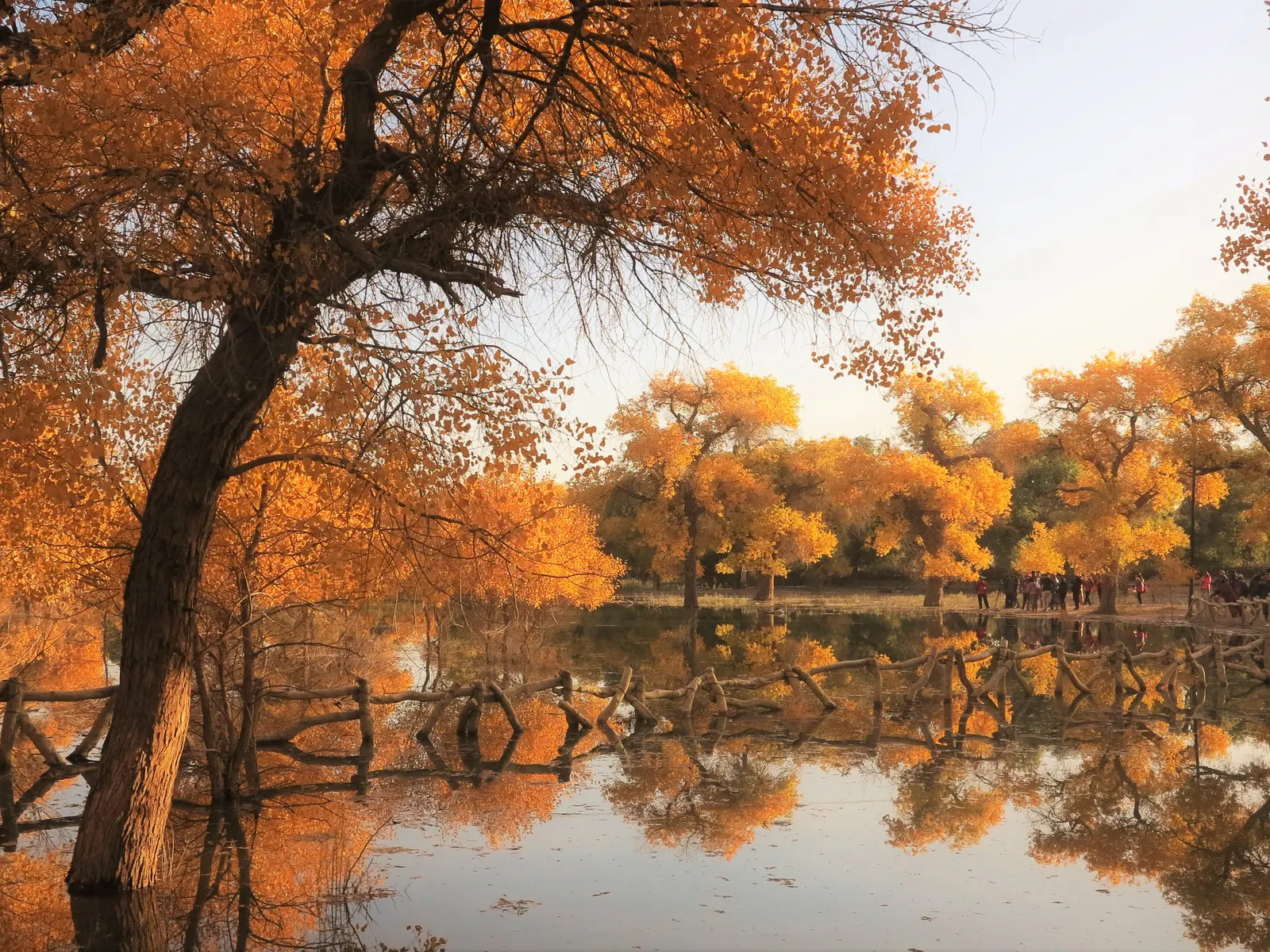 Golden desert poplars doubled in still water behind a rustic fence at Ejina in autumn.