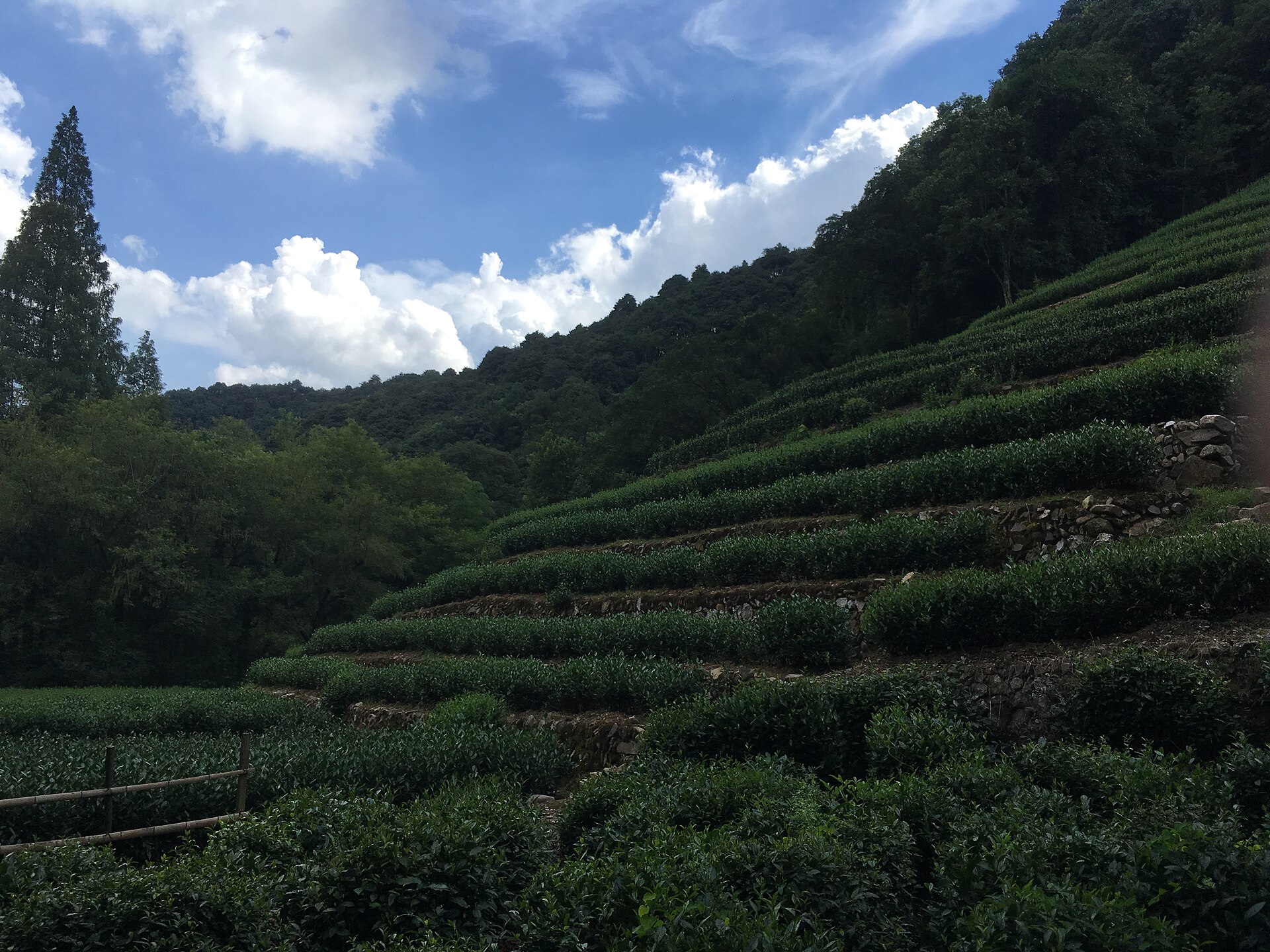 Terraced Longjing tea fields on the hills outside Hangzhou.