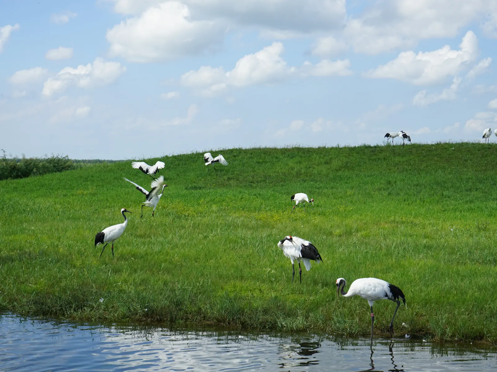 A group of red-crowned cranes on the Zhalong reed marsh, one spreading its wings beside the water.